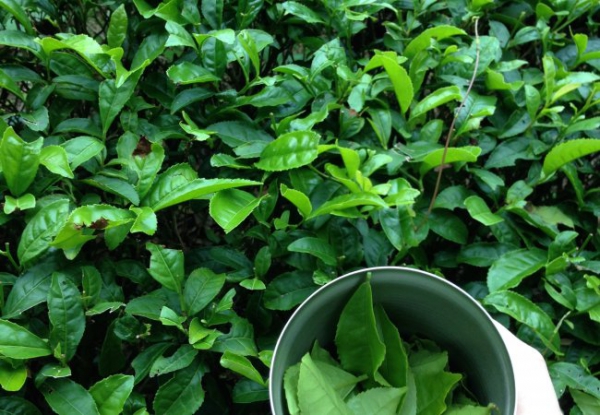 Healthy and Delicious - Green Tea