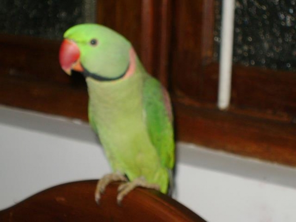 My Adorable Companion - Bubby the Parrot